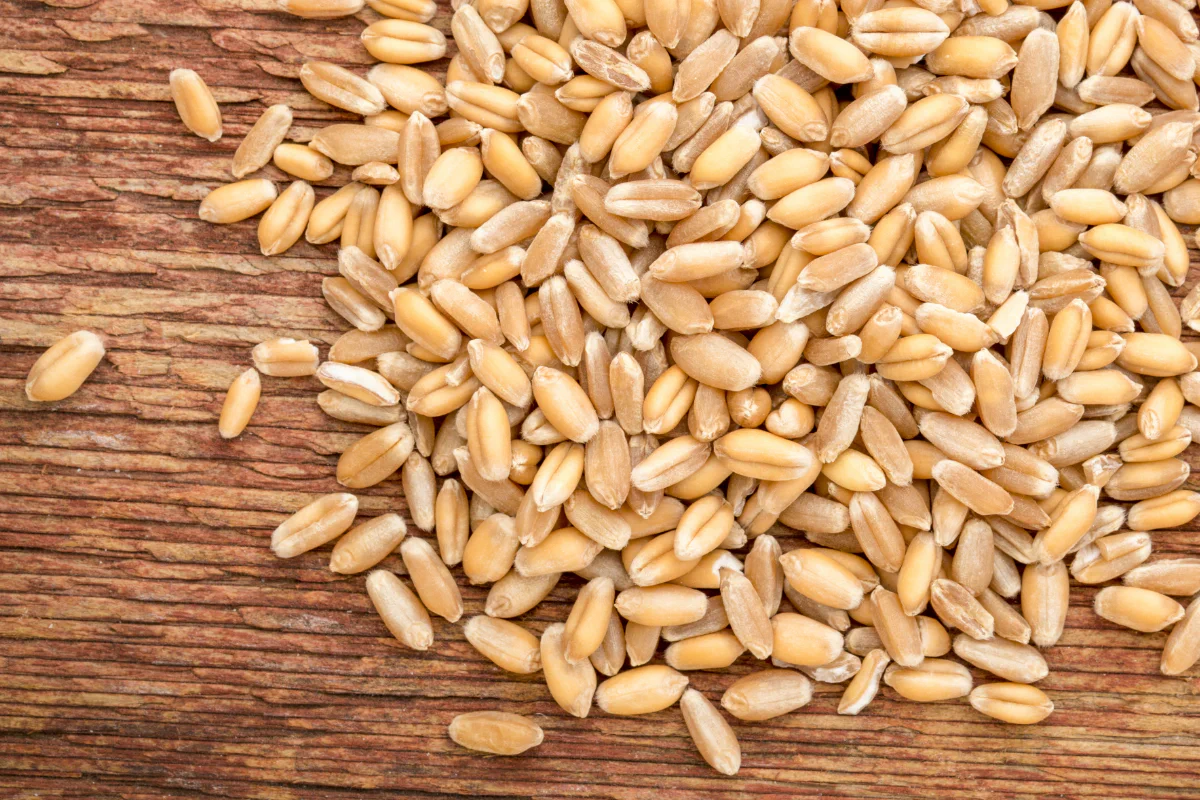 Wheat